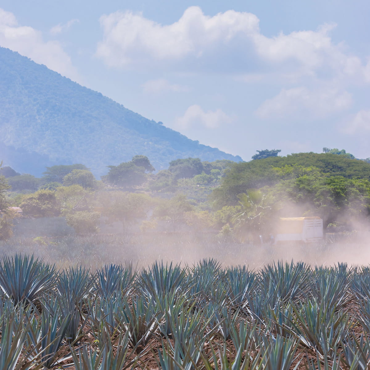 Tequila