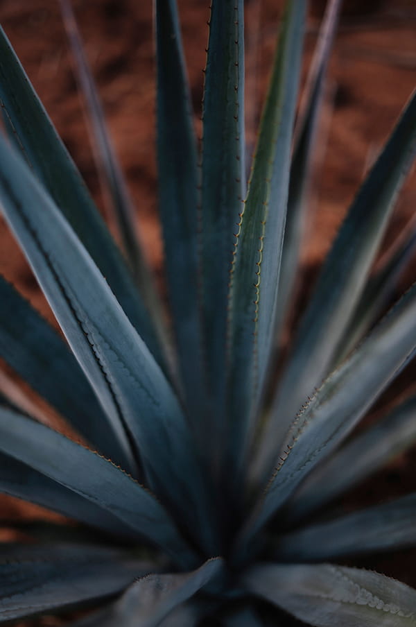Cultivo propio